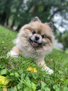 happy Pomeranian dog sitting on grass