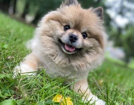 happy Pomeranian dog sitting on grass