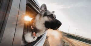 German shepherd dog hanging out of car window