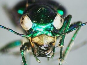 A view of one of the bugs collected under a microscope