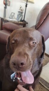 brown dog with tongue hanging out