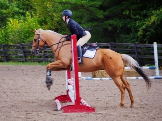 hunt seat rider on horse jumping fence