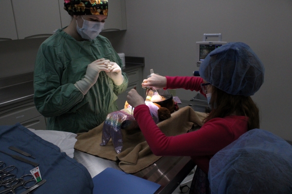 college student wearing scrubs, gloves, surgical mask and cap watching child use surgical instruments on stuffed animal