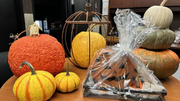 variety of real and decorative pumpkins on a table