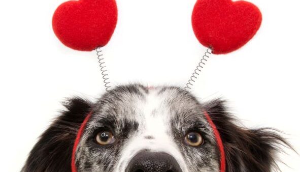 face of dog wearing headpiece with hearts