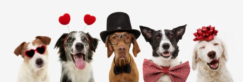 5 dogs wearing Valentine's accessories