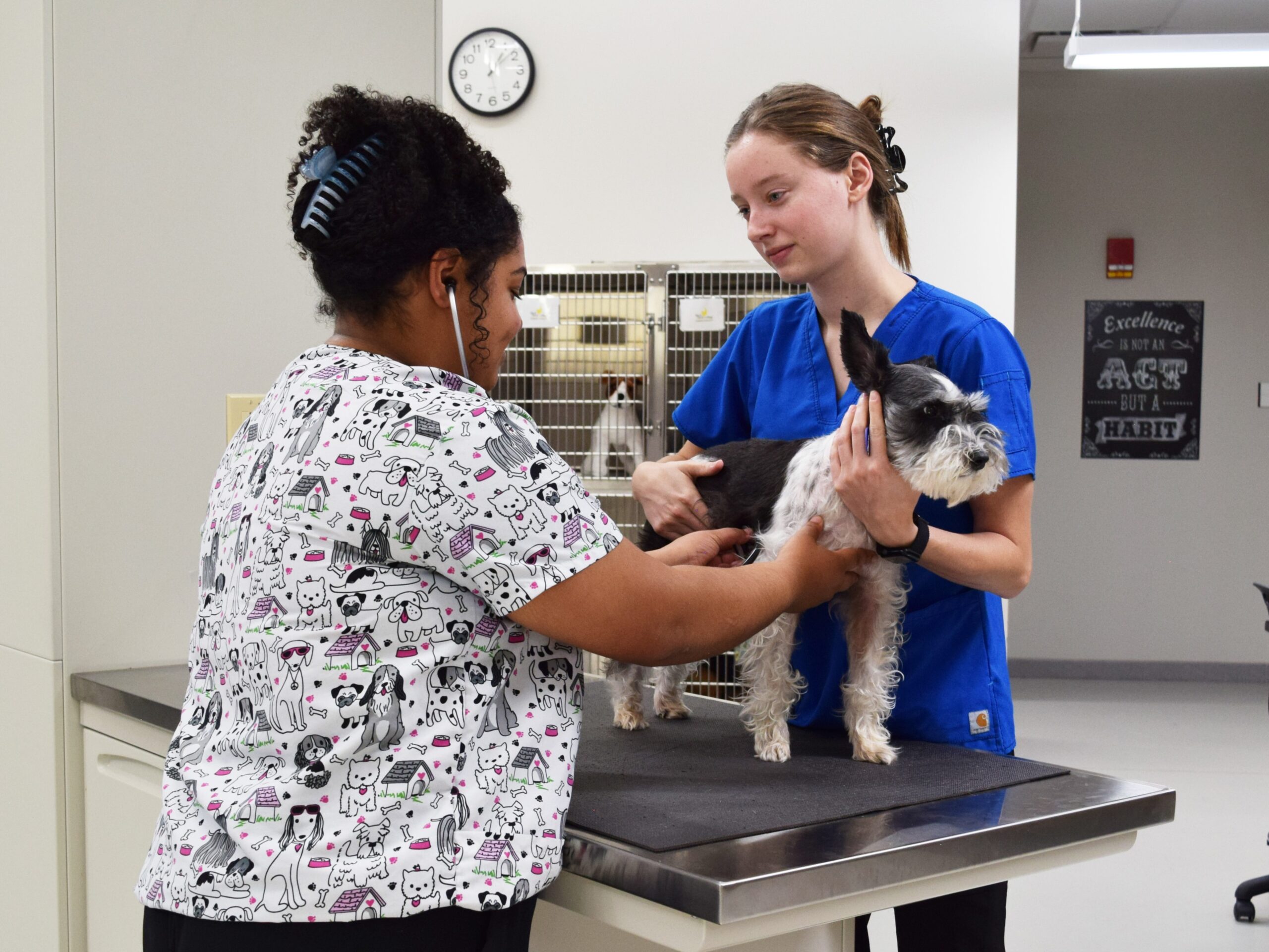 2 veterinary technology students examining dog